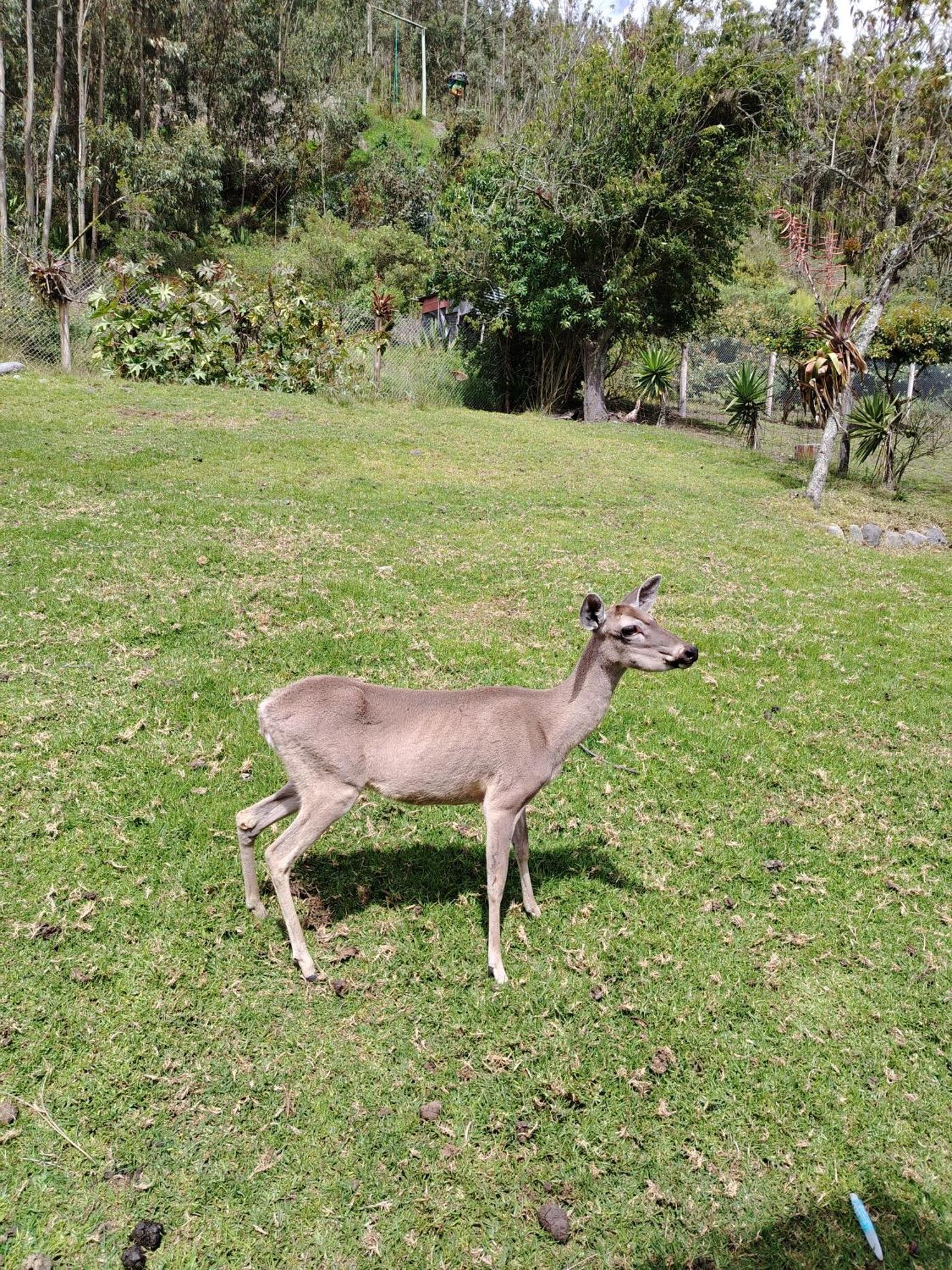 Hosteria Taita Pacho Venados Park Hotel Penipe Exterior photo